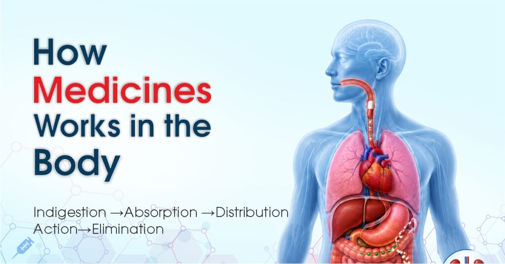 How Medicines Work in the Body